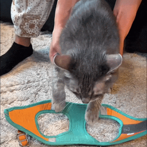 Harnais Anti-Fugue pour Chat + Laisse