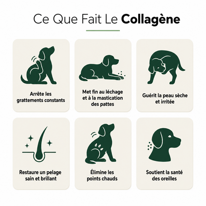 Wesko Collagène Liquide Premium