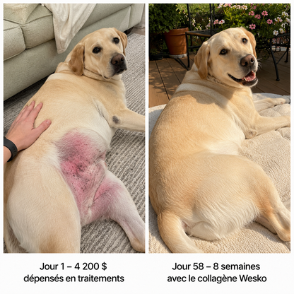 Wesko Collagène Liquide Premium